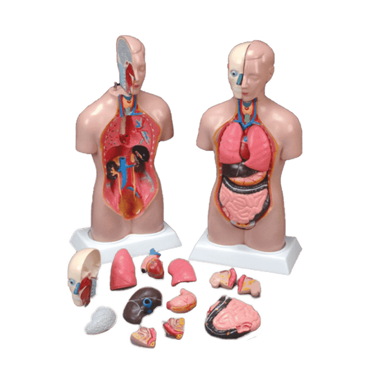 Anatomical Chart Company Anatomical Model Budget Peter Petra Torso