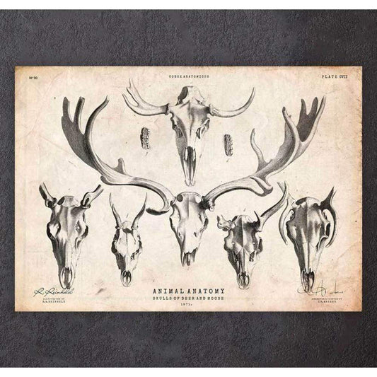 Codex Anatomicus Anatomical Print A5 Size (14.8 x 21 cm) Deer And Moose Skull Print