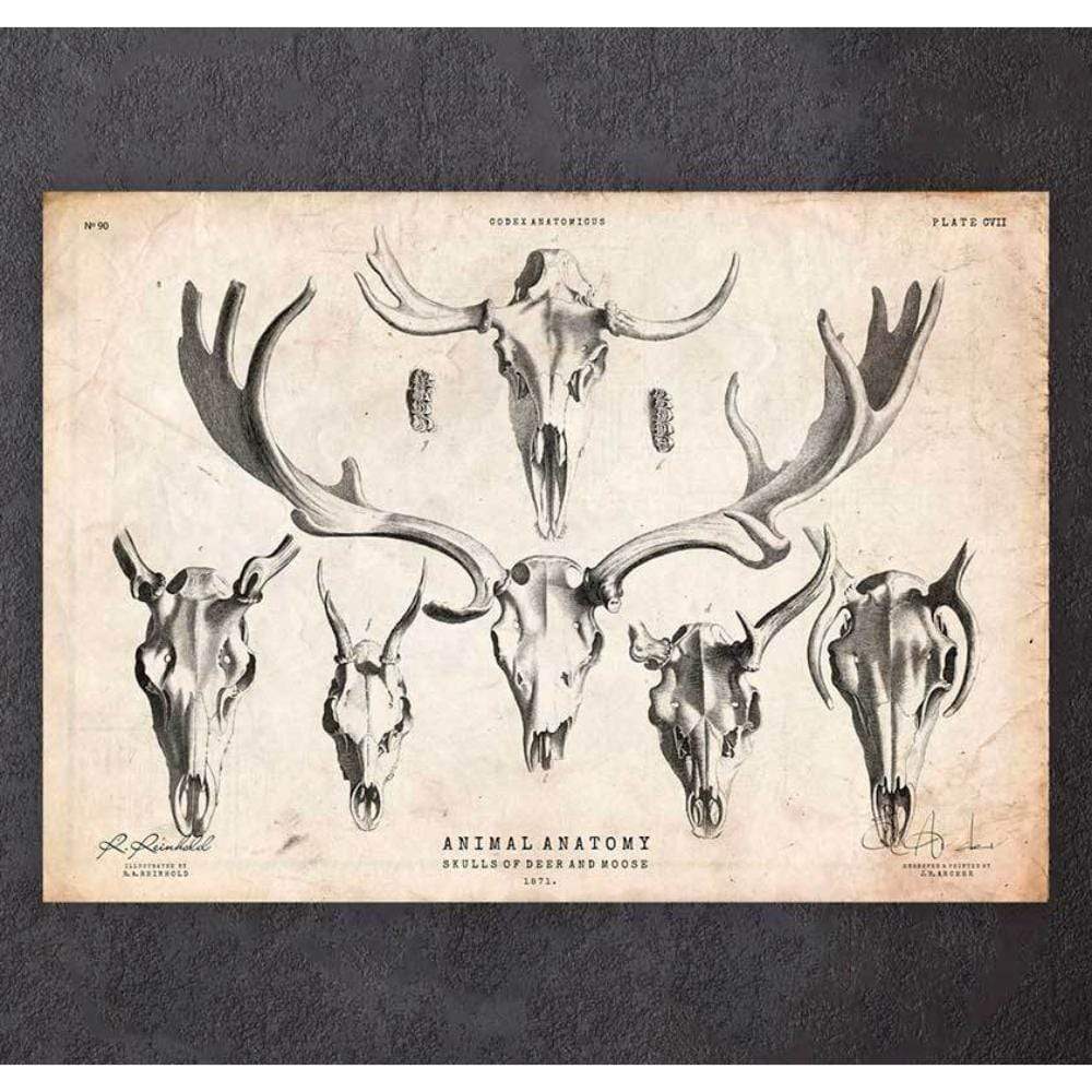 Codex Anatomicus Anatomical Print Deer And Moose Skull Print