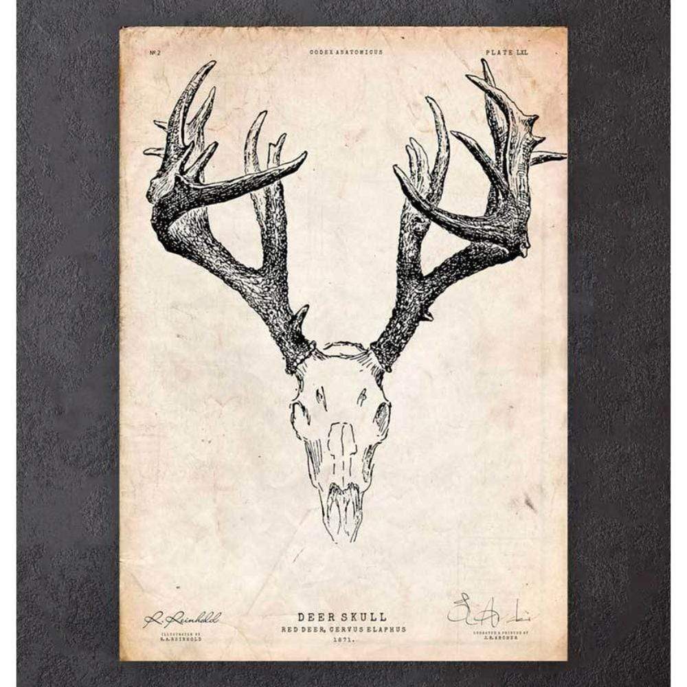 Codex Anatomicus Anatomical Print A5 Size (14.8 x 21 cm) Deer Skull Print