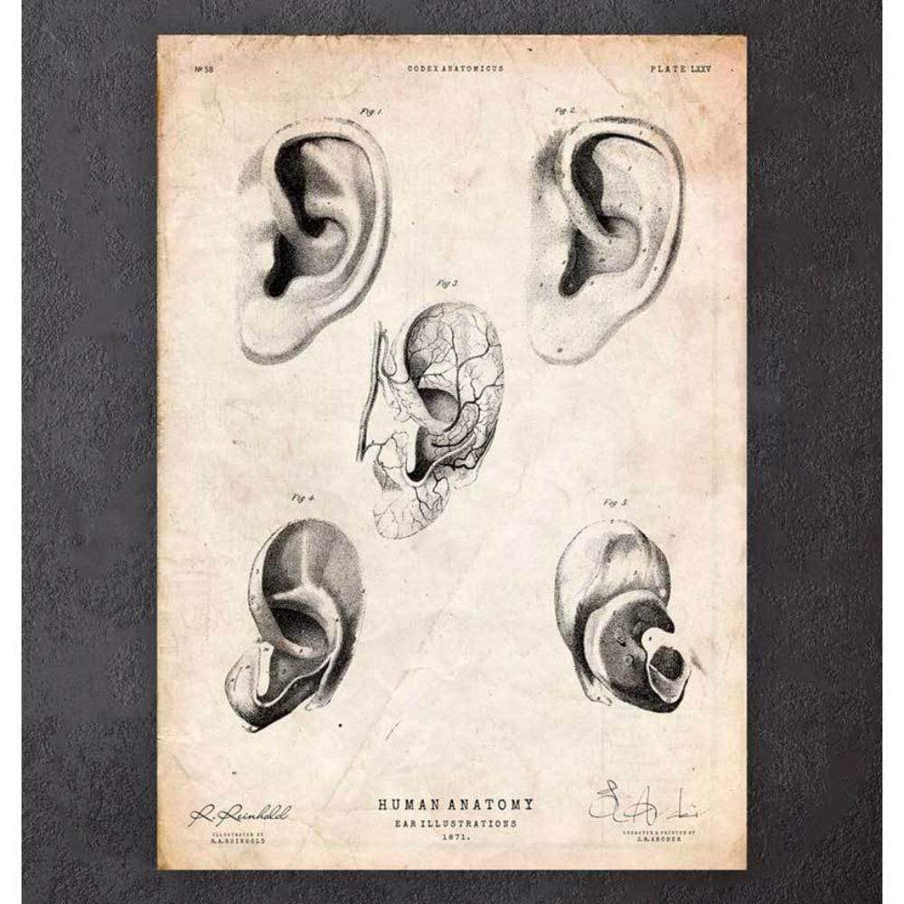 Codex Anatomicus Anatomical Print A5 Size (14.8 x 21 cm) Ear Anatomy Print