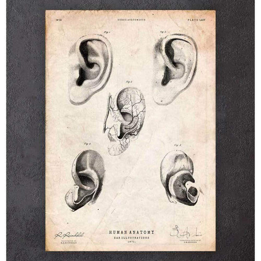 Codex Anatomicus Anatomical Print A5 Size (14.8 x 21 cm) Ear Anatomy Print