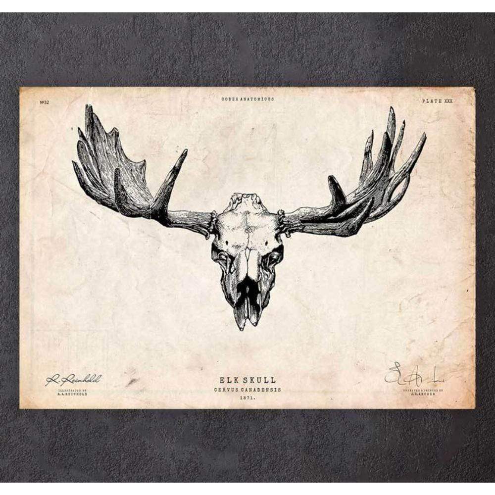 Codex Anatomicus Anatomical Print A5 Size (14.8 x 21 cm) Elk Skull Print
