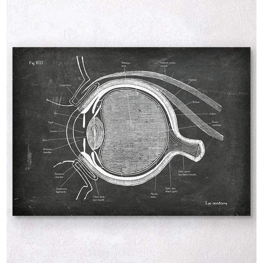 Codex Anatomicus Anatomical Print A5 Size (14.8 x 21 cm) Eye Anatomy Chalkboard