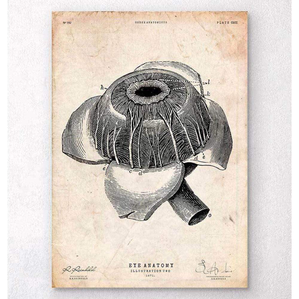 Codex Anatomicus Anatomical Print A5 Size (14.8 x 21 cm) Eye Anatomy Poster
