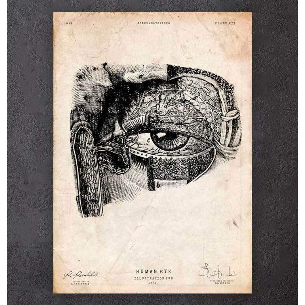 Codex Anatomicus Anatomical Print Eye Anatomy Print