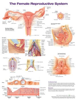 Anatomical Chart Company Female Reproductive System Anatomical Chart