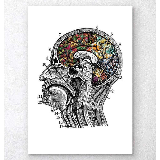 Codex Anatomicus Anatomical Print A5 Size (14.8 x 21 cm) Floral Brain Art White Background