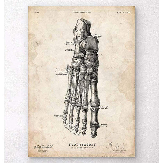 Codex Anatomicus Anatomical Print A5 Size (14.8 x 21 cm) Foot Anatomy Art Print II