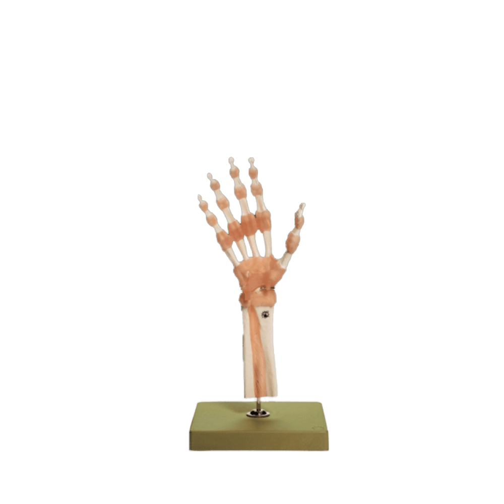 Functional Model of the Hand and Wrist