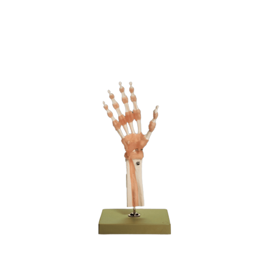 Functional Model of the Hand and Wrist