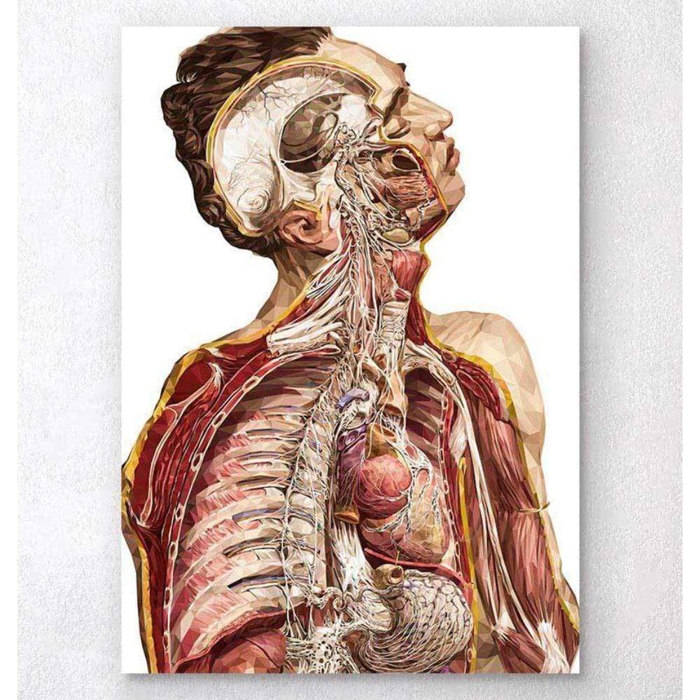 Codex Anatomicus Anatomical Print Geometric Human Anatomy II