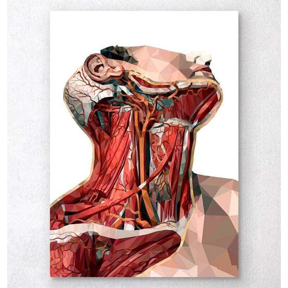 Codex Anatomicus Anatomical Print Geometric Neck Anatomy Art