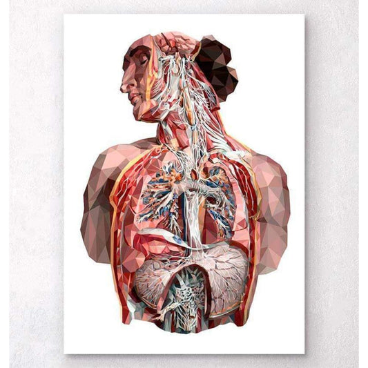 Codex Anatomicus Anatomical Print A5 Size (14.8 x 21 cm) Geometrical Human Anatomy