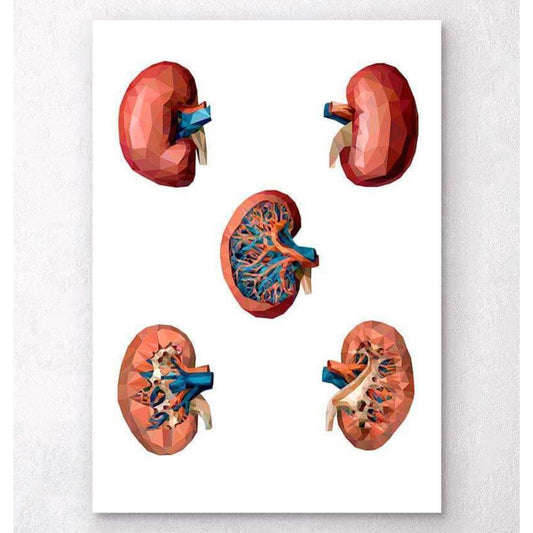 Codex Anatomicus Anatomical Print A5 Size (14.8 x 21 cm) Geometrical Kidney Anatomy