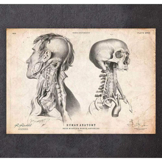Codex Anatomicus Anatomical Print A5 Size (14.8 x 21 cm) Head Anatomy Print IV