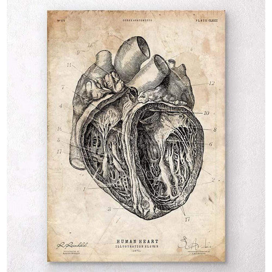Codex Anatomicus Anatomical Print A5 Size (14.8 x 21 cm) Heart Section Art Print III
