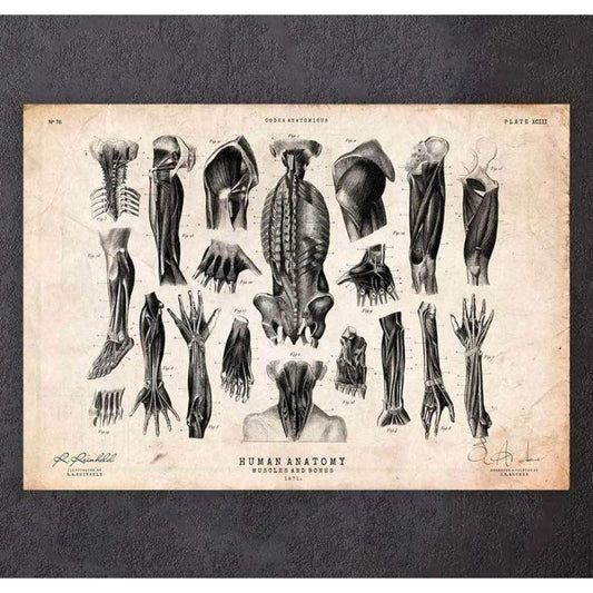 Codex Anatomicus Anatomical Print A5 Size (14.8 x 21 cm) Human Anatomy Print Various Illustrations III
