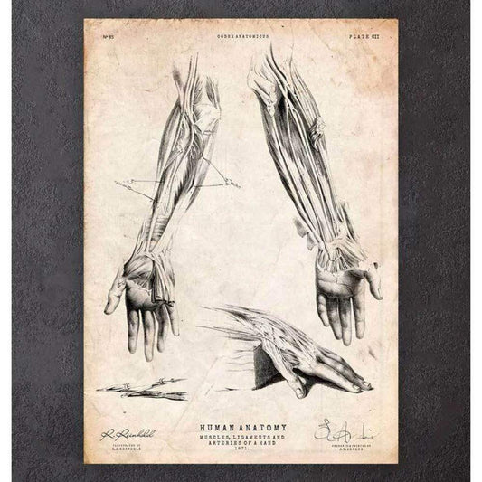 Human Leg Anatomy Print