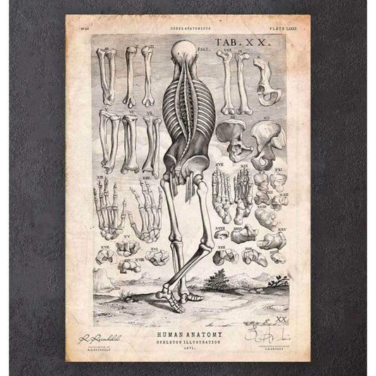 Human Skeleton Print III