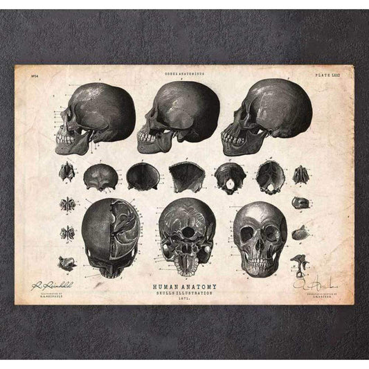 Human Skull Print VII