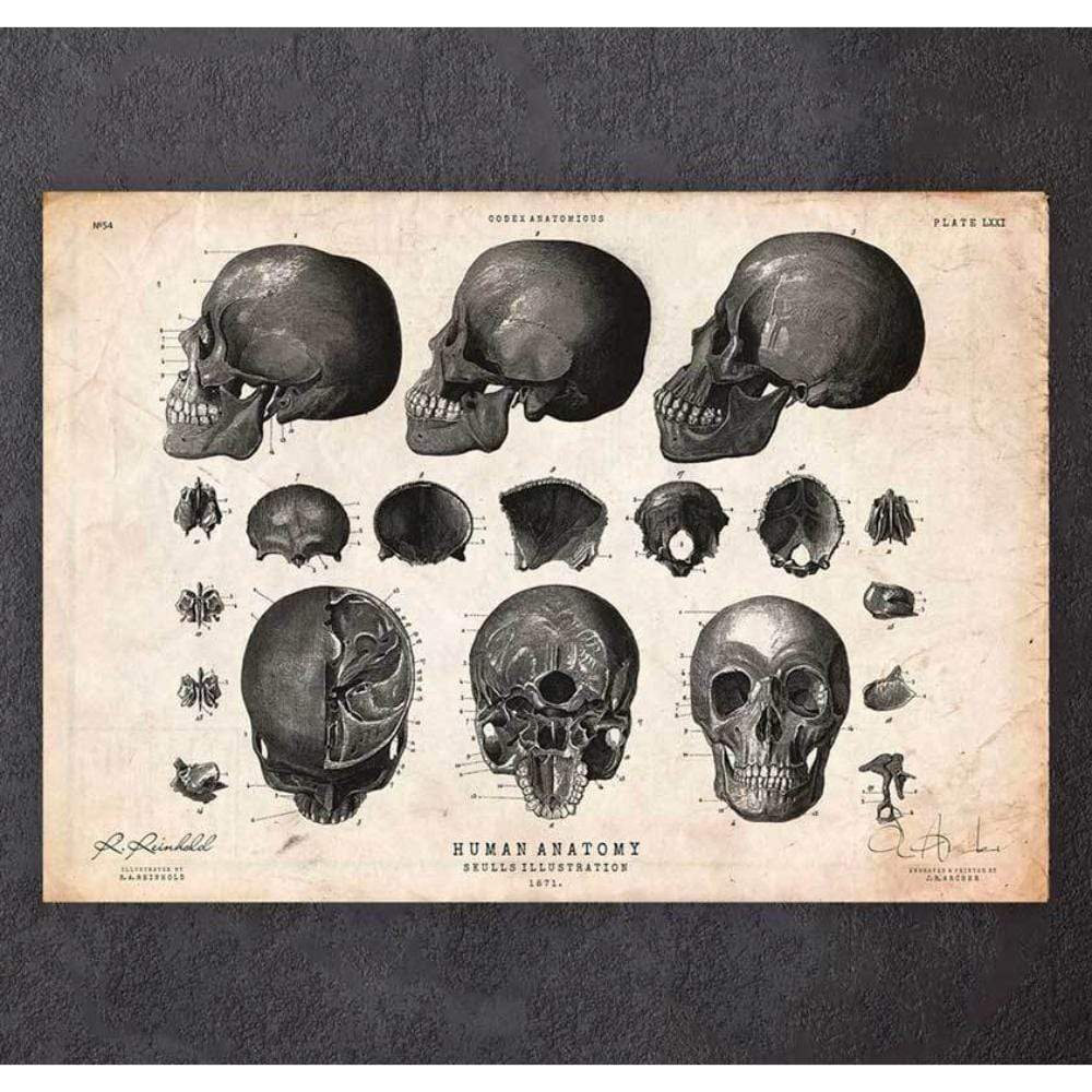 Codex Anatomicus Anatomical Print Human Skull Print VII