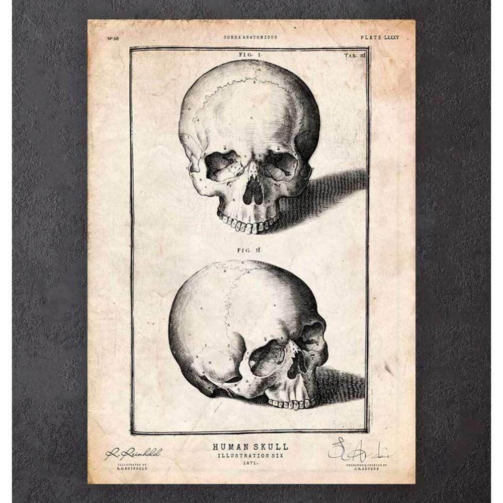 Codex Anatomicus Anatomical Print Human Skull Print VIII