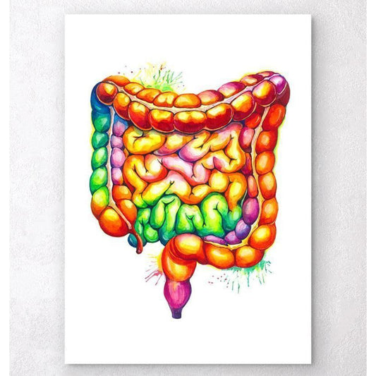 Codex Anatomicus Anatomical Print A5 Size (14.8 x 21 cm) Intestines Anatomy Art Watercolor Splash