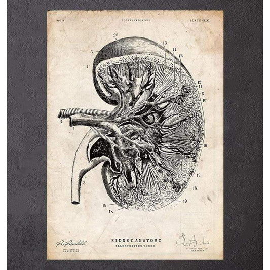 Kidney Anatomy III