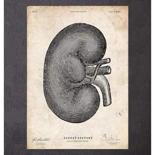 Kidney Anatomy IV