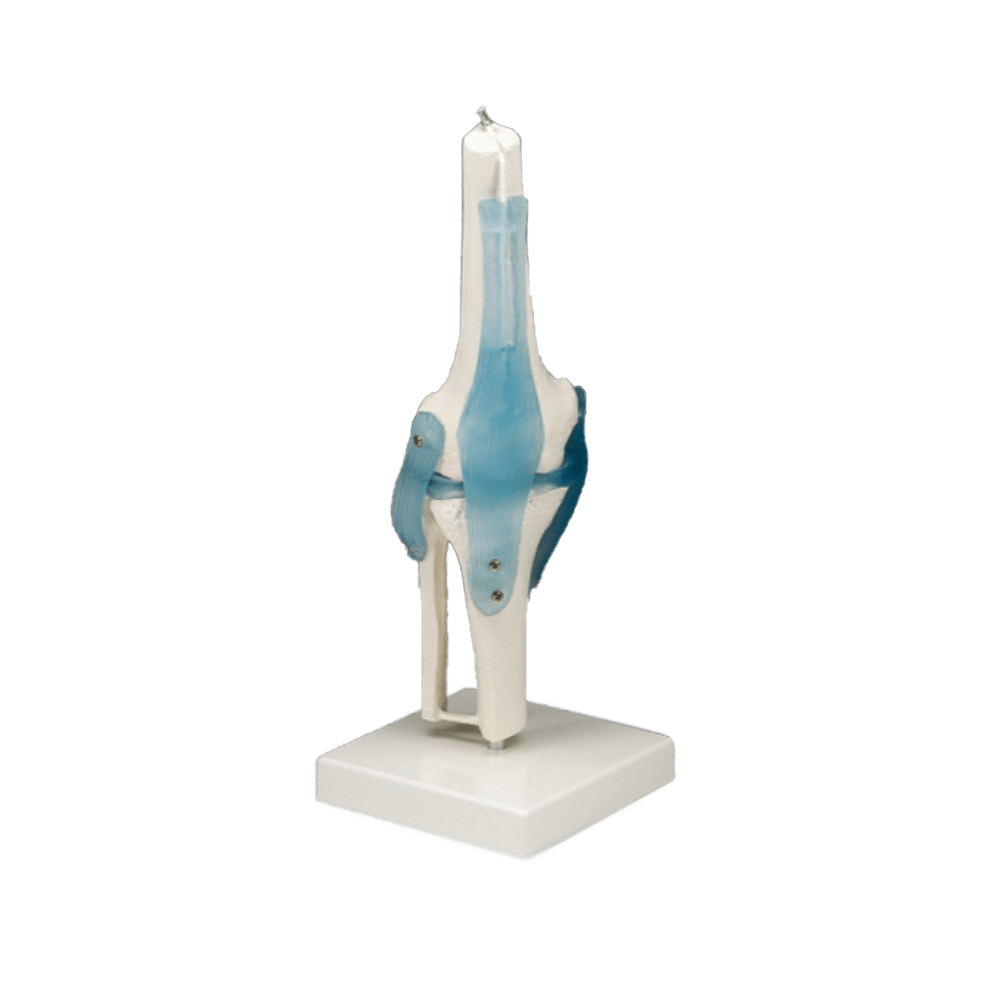 Anatomical Chart Company Anatomical Model Knee Joint