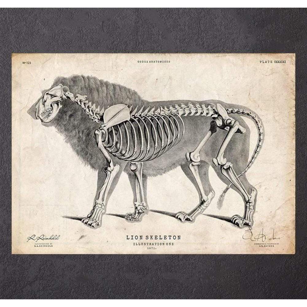Lion Anatomy