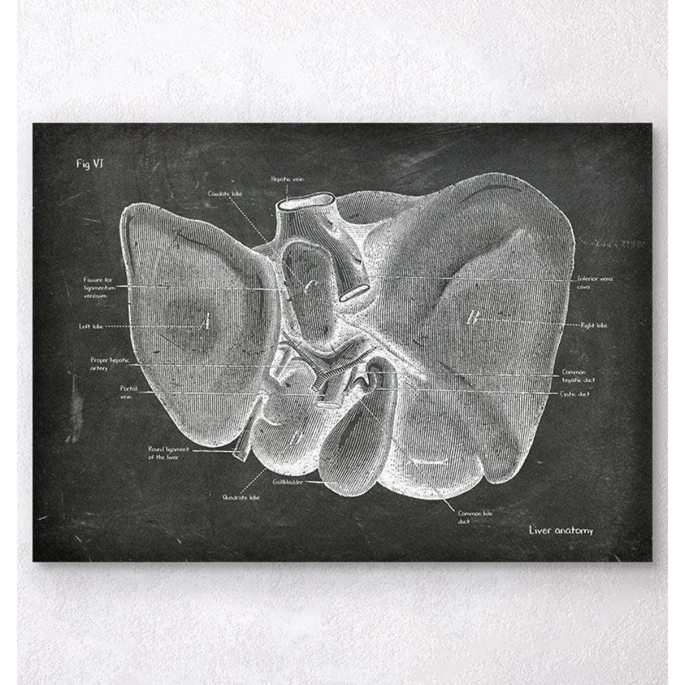 Codex Anatomicus Anatomical Print Liver Anatomy Chalkboard