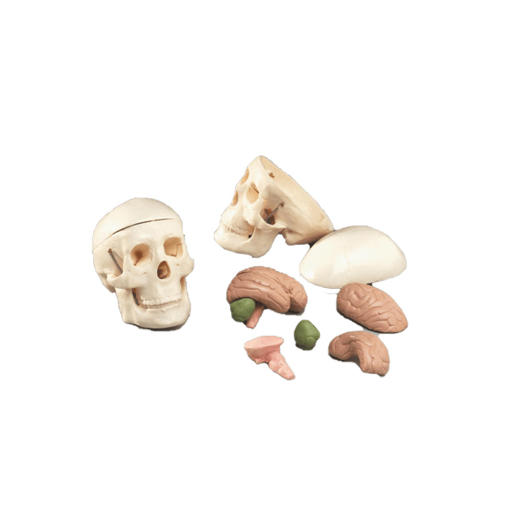 Anatomical Chart Company Anatomical Model Miniature Skull with 8 Part Brain