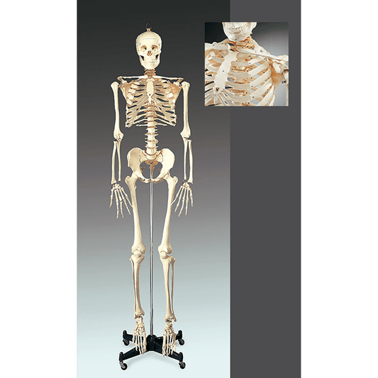 Numbered Budget Bucky Skeleton