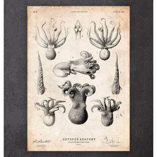 Octopus Anatomy Print