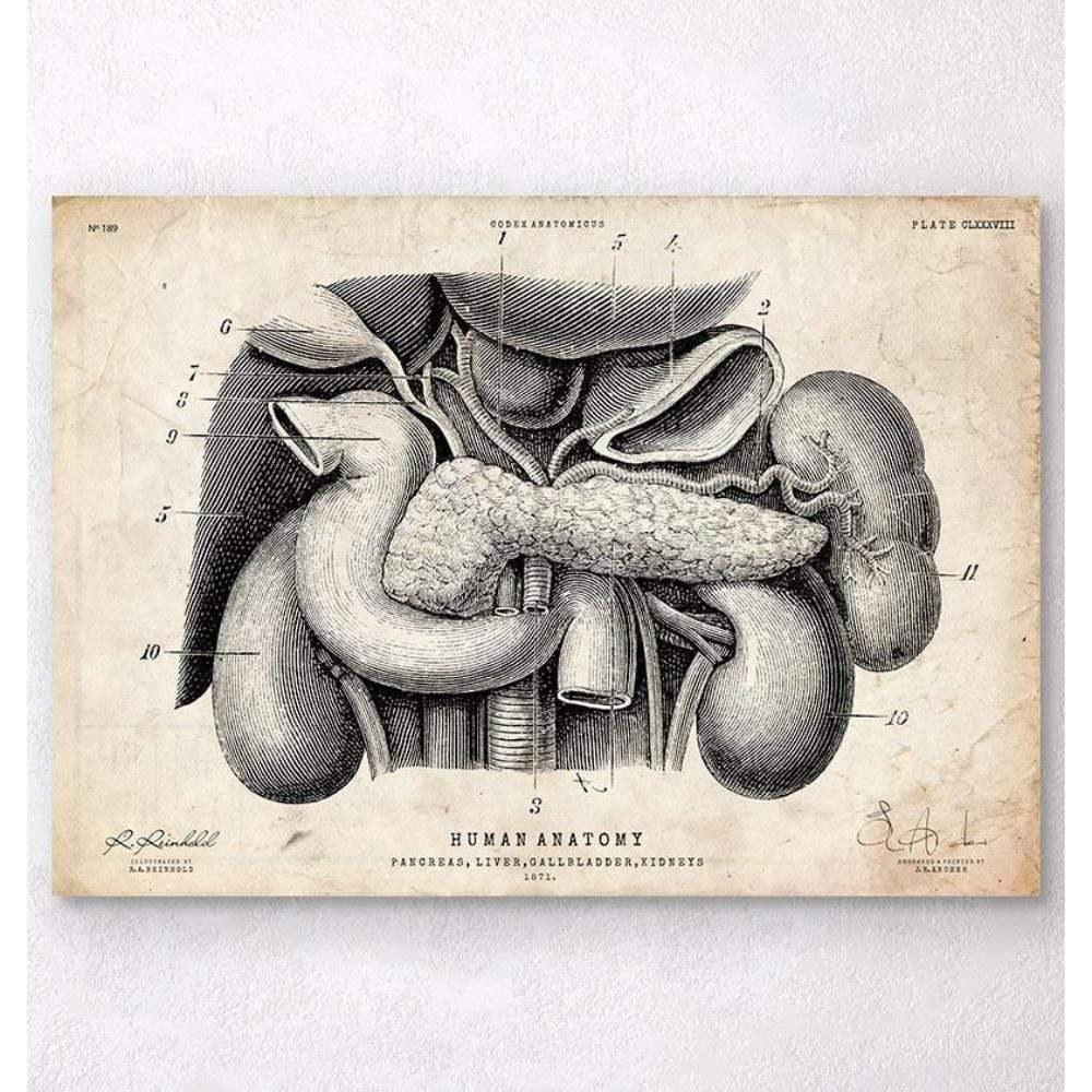 Codex Anatomicus Anatomical Print Pancreas, Liver And Gallbladder Anatomy Art Print
