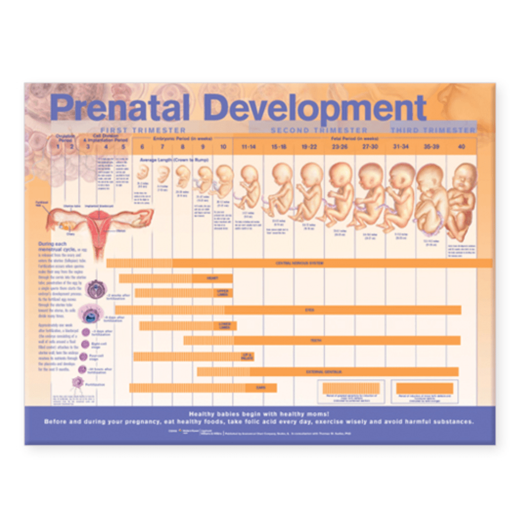 Anatomical Chart Company Anatomical Charts Prenatal Development Anatomical Chart