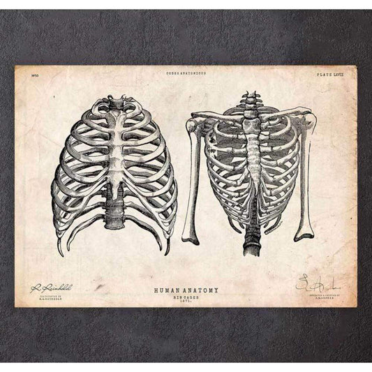 Rib Cage Print II