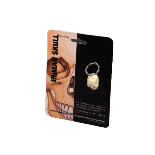 Anatomical Chart Company Key Ring Skull Key Ring