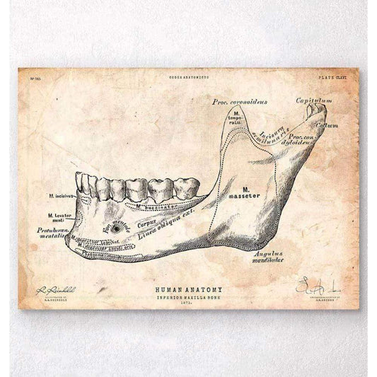 Teeth And Jaw Bone Anatomy Print