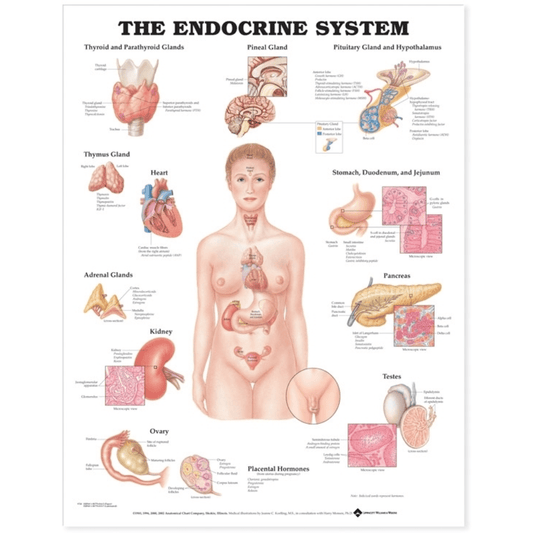 The Endocrine System Anatomical Chart