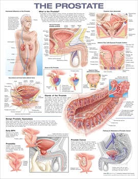 Anatomical Chart Company The Prostate Anatomical Chart Laminated Chart