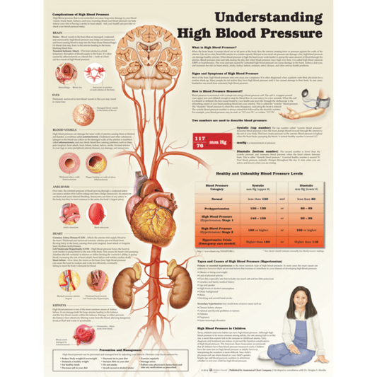 Anatomical Chart Company Anatomical Charts Understanding High Blood Pressure