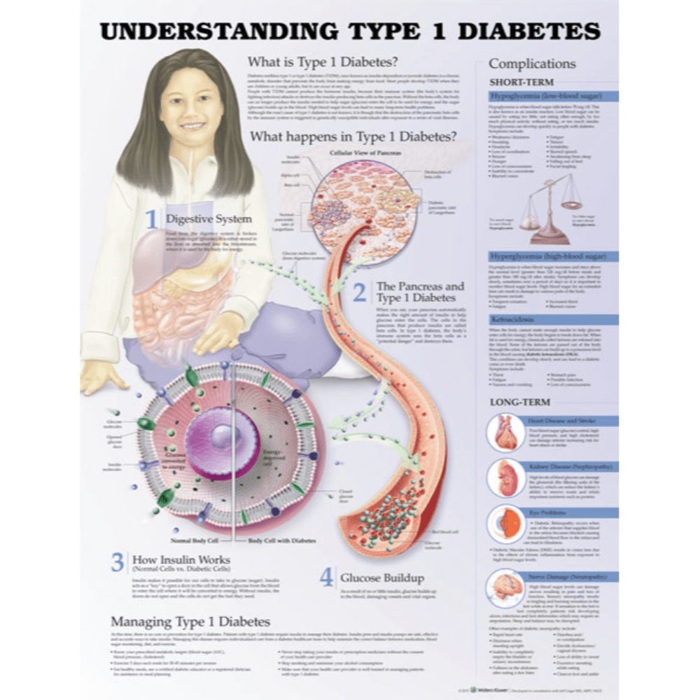 Anatomical Chart Company Anatomical Charts Understanding Type 1 Diabetes Anatomical Chart