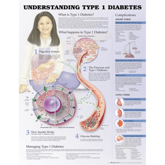 Anatomical Chart Company Anatomical Charts Understanding Type 1 Diabetes Anatomical Chart