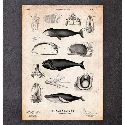 Whale Anatomy Print
